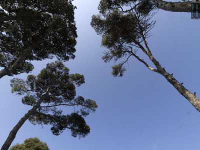 All�ombra dei pini...
